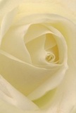 This intimate portrait captures the soul of a cream-white rose as if you've stepped inside its petaled embrace, surrounded by the softness and tranquility of a peaceful Haringey morning. The spiraling petals, dewy and matte beneath the light, beckon you inward to explore their gentle textures-tender as the first touch of spring on the slopes of Alexandra Park. Shadows flow gently between the ivory folds, creating depth and subtle drama without overwhelming the natural restraint of the bloom. The whole composition breathes an atmosphere of peace and new beginnings, evoking the comfort found in quiet gestures after significant life moments. As a local florist in Haringey, I sense in this rose a profound reverence-its understated scent and flawless shape making it perfect for expressing sympathy, marking an anniversary, or celebrating a new chapter. The close perspective reveals not just the flower, but the intention and artistry of thoughtful design tailored for the heart of North London.